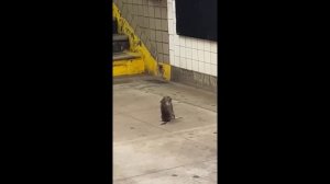 драка в метро Нью-Йорка