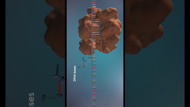 Репликация – самоудвоение молекул ДНК 🧬 #егэ #егэ2026 #биология #турбоегэ #био