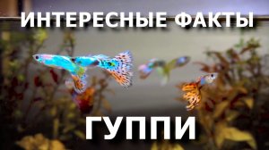 Гуппи, то что вы не знали!? Интересные факты об этих рыбках.