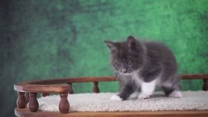 Winter 2 месяца