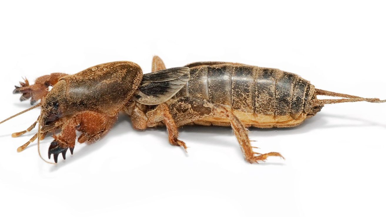 Медведка и как с ней бороться, всё просто. смотреть онлайн