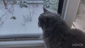 Переезд на юг. Без снега не скучно. Ага, скучно. Снежный коллапс на юге.