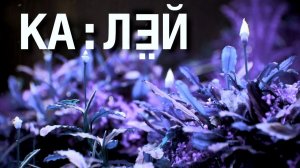 Калий в аквариуме: радикулит и педикулез растений