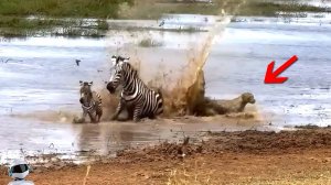 Не для Слабонервных! Эти Случаи с Животными Взорвали Интернет!