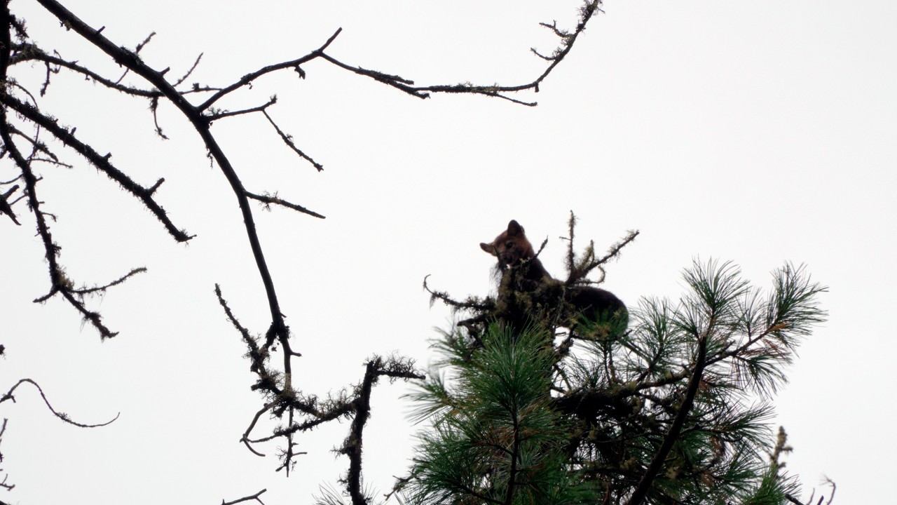 СОБОЛЯ, СОБОЛЯ, СОБОЛЯ И НЕМНОГО УТОК... #идилесом 24.09.25