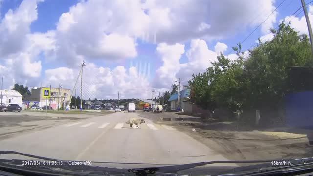 Есть животные умнее некоторых людей! смотреть онлайн