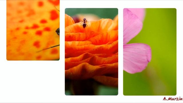 Alexander Karshkov - In the Mountains смотреть онлайн