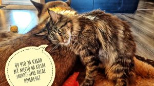 Кошка Морошка пытается отжать Пса Кубика с козлиного коврика. Маша получила подарочки от Ирины