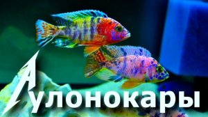 Самые разноцветные рыбки - малавийские цихлиды Аулонокары