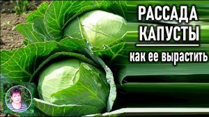 Как вырастить рассаду капусты Сроки посева Посе