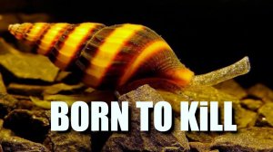 Полезный убийца - улитка хелена, избавит на 100% от: катушек, физ и покемонов