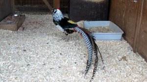 Алмазный фазан в зимней квартире. Сказочная птица