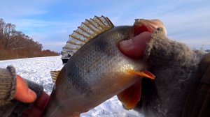 Зимняя рыбалка на чёртика! Ловля крупного ОКУНЯ и ПЛОТВЫ !