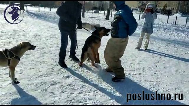 Как научить собаку охране? Кинолог Игорь Алтайский.