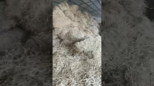 Измельчитель сена