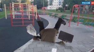 Пенсионерка застряла в текстурах