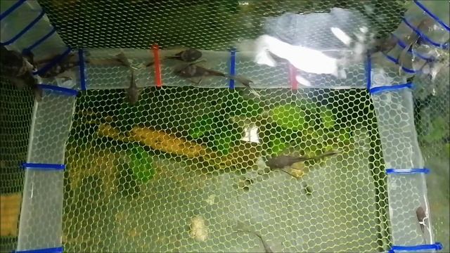 Купил анциструсов зелёный дракон смотреть онлайн