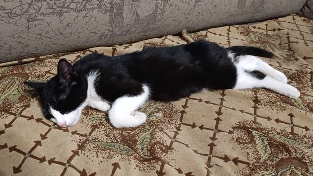 Мухаморчик спит смотреть онлайн