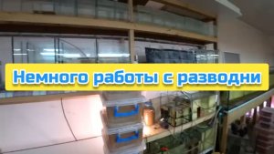 Немного работы с разводни