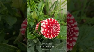 Старые письма