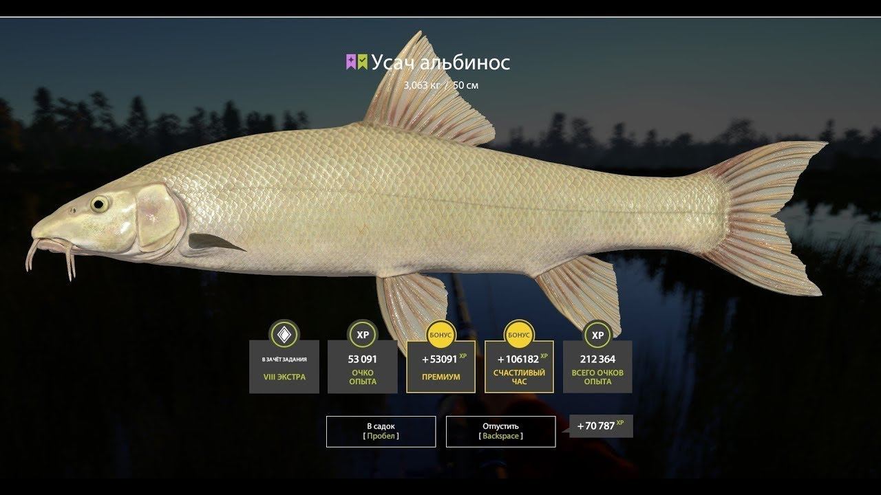 СУПЕР КЛЕВ УСАЧА АЛЬБИНОСА НА МЕДВЕЖКЕ ФАРМ РЕДКИХ КОИ НА МЕДНОМ ОБЗОР ВОДОЕМОВ РУССКАЯ РЫБАЛКА РР4 смотреть онлайн