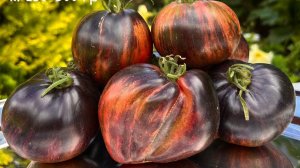 Эти ТОМАТЫ стоит посадить!