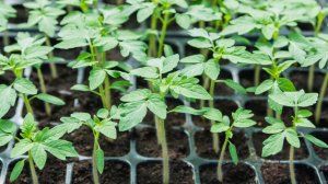 Самая важная подкормка для рассады томатов, перца и баклажан