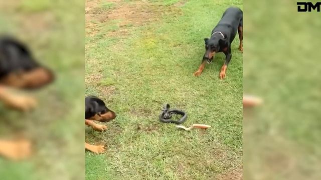 Самые редкие и невероятные видео интернета! Видео из интернета. смотреть онлайн