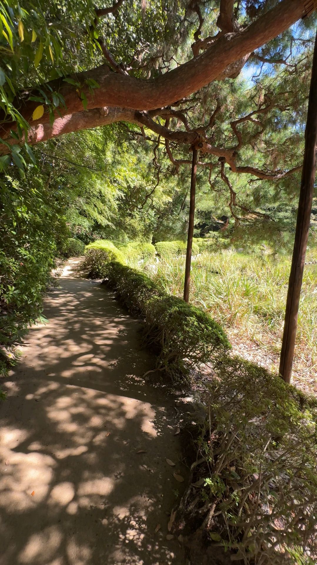 Красивый и спокойный парк в городе Нара. Япония #anton_mygt #не_о_работе смотреть онлайн