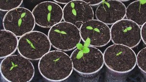 Сею баклажаны только так! Как посеять баклажаны на рассаду. Посев баклажанов без земли