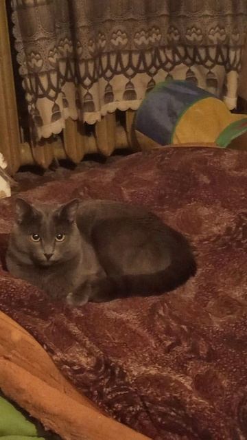 Кот Атос нашёл себе новую лежанку! #shorts #котатос #животные #милота #кототдыхает смотреть онлайн