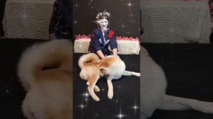 Сакура🌸Екатерина 🌸питомник Кун прайд 🌸🌸🌸