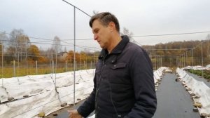 Шпалера и укрытие винограда