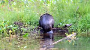 Бобр строит плотину.