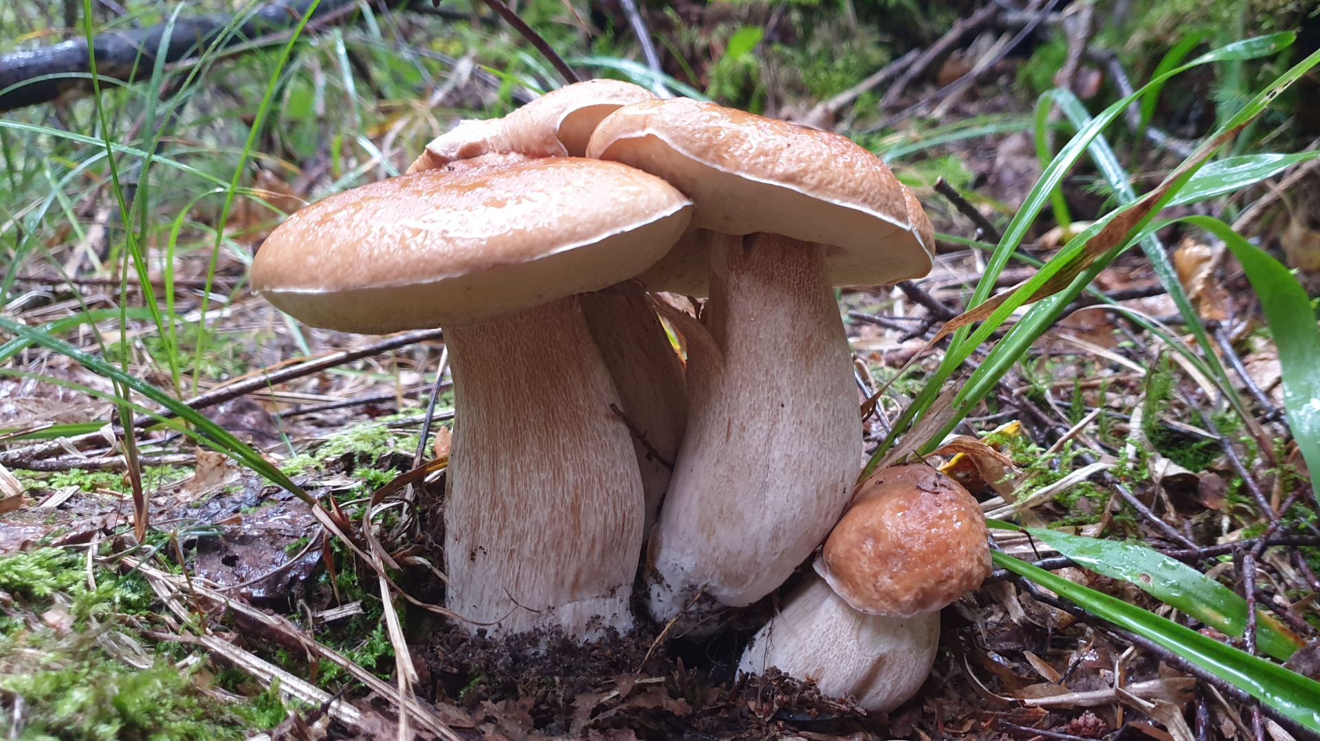 ДОБРОЕ УТРО БЕЛЫЕ ГРИБЫ !!! ТИХАЯ ОХОТА СБЫЛАСЬ ! смотреть онлайн