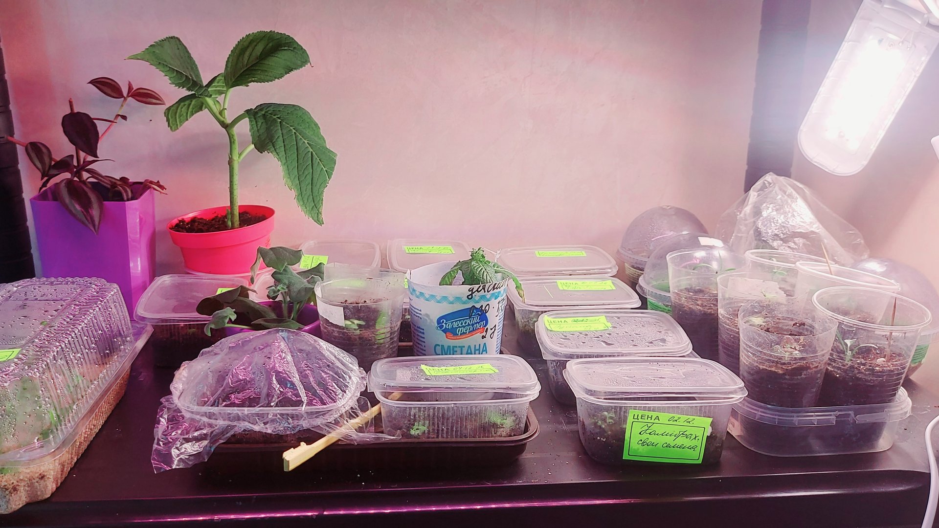 Вести с рассадного стеллажа🌱🌸 смотреть онлайн