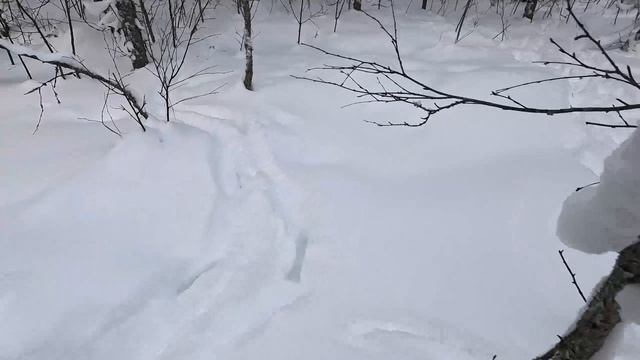 Охота на зайца с русской гончей 17.01.2026 смотреть онлайн