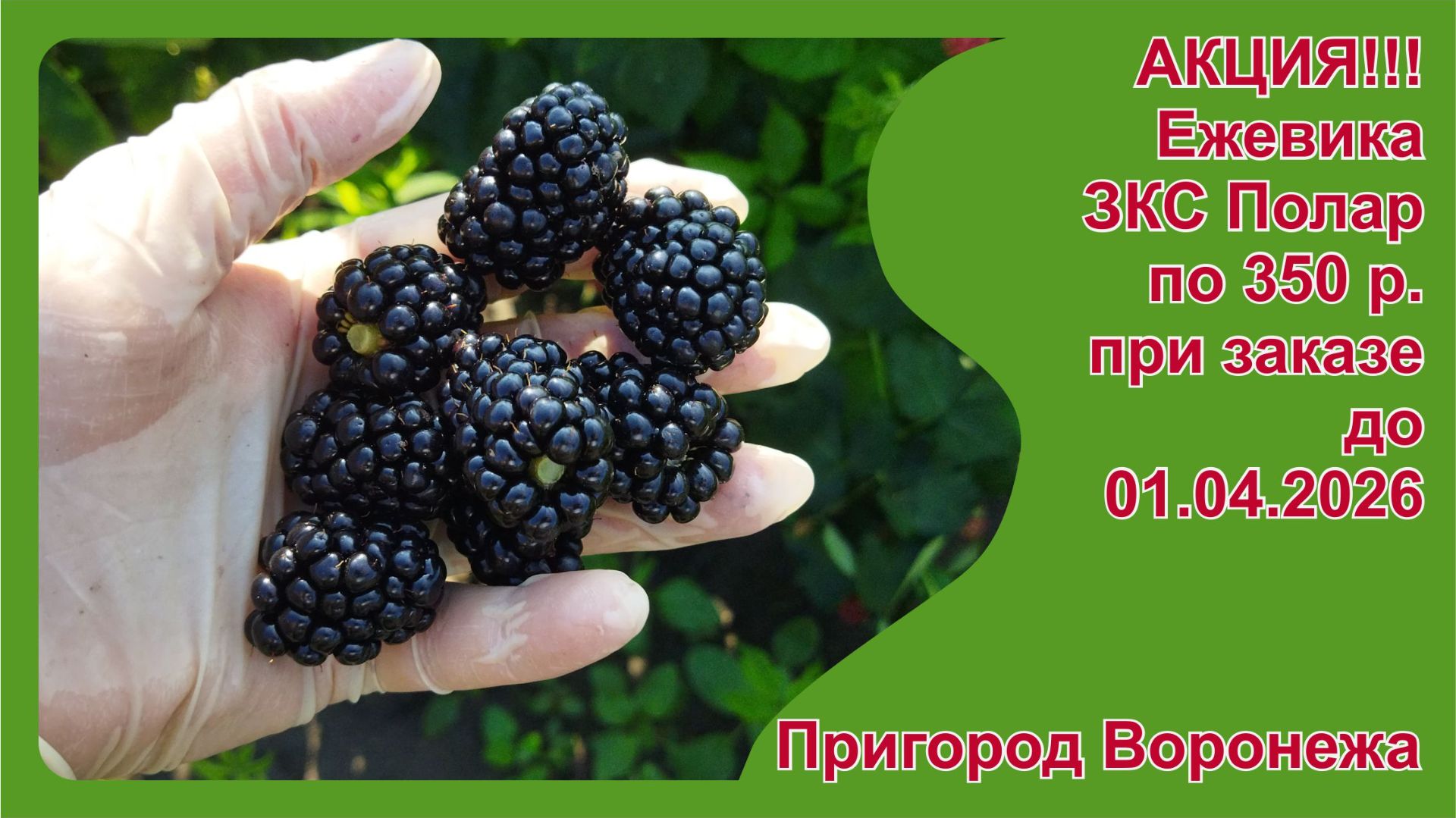 Акция на саженцы ЗКС ежевики Полар. Пригород Воронежа