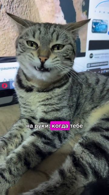 Сделайте это для вашей кошки и она и вы будете счастливы! смотреть онлайн