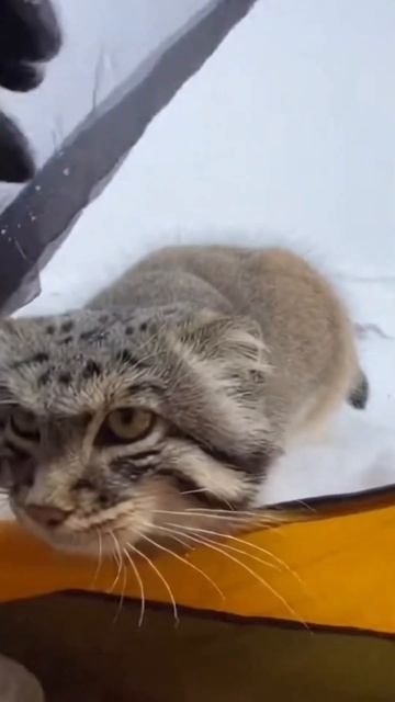 Манул пришел к человеку просить помощи смотреть онлайн