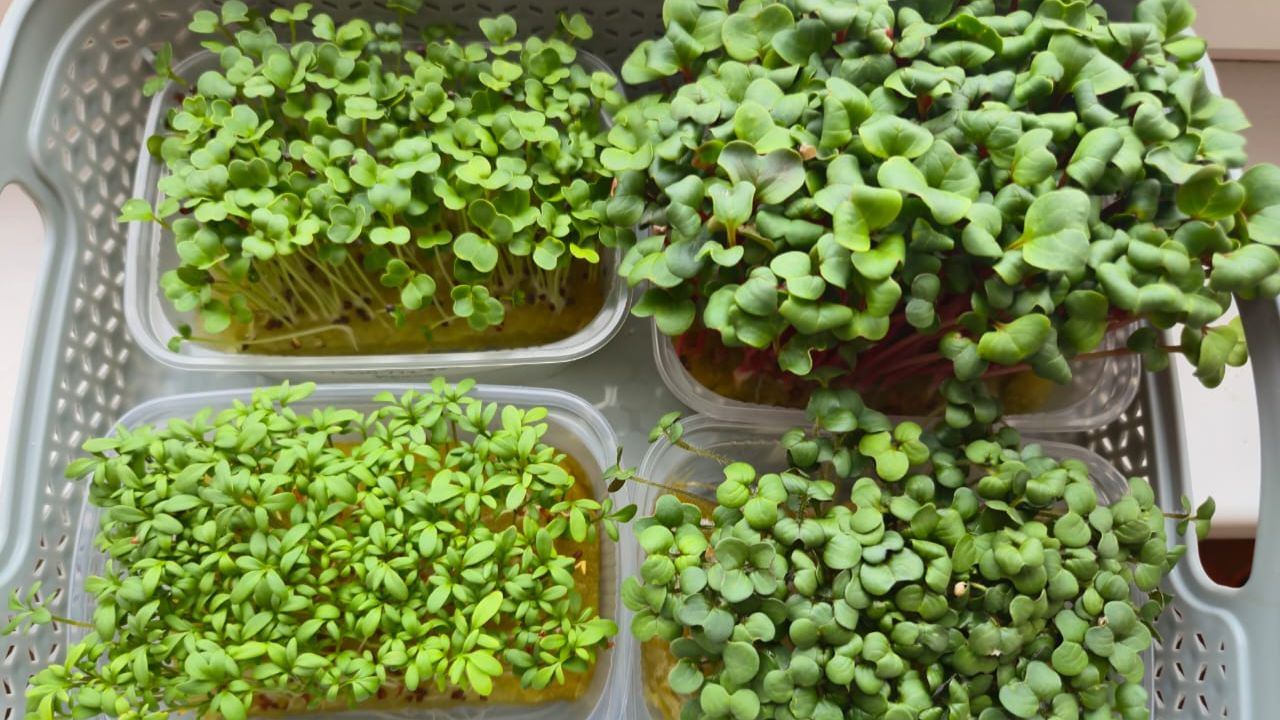 Красивая микрозелень смотреть онлайн