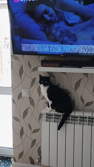 котик смотреть онлайн