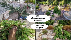 Ель обыкновенная Инверса
