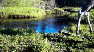 Лосиное дефиле.