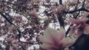 🌷танцуй если знаешь этот тренд 2026 года🌷