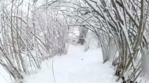 Охота с собаками