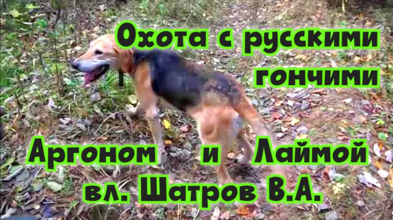 Охота с русскими гончими Аргоном и Лаймой вл. Шатров В.А.#охотасгончей#животные #топ #hunting смотреть онлайн