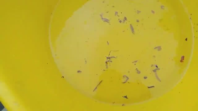 Борьба со слизнями