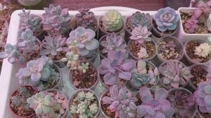 БОЛТАЛКА |Обзор моих суккулентов | МОЁ МНЕНИЕ О ВЗАИМКАХ| СКОЛЬКО Я ЗАРАБАТЫВАЮ ●●□