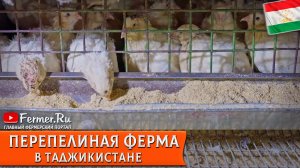 9000 перепелов в Таджикистане - разведение перепелов как бизнес. Японские яичные и техасские мясные